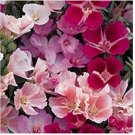 Neysastore Godetia Monarch Mix- ( Grandiflora Azaelaflora )- 100 seeds