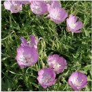 Neysastore Godetia Bottae Lilac- 100 seeds