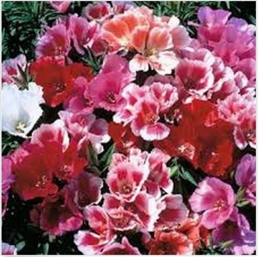 Neysastore Godetia Grandiflora Tall Double Mix--100 seeds