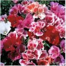 Neysastore Godetia Grandiflora Tall Double Mix--100 seeds