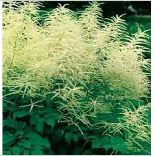 Neysastore Goat's Beard- Cream-Aruncus (Aethusifolius Dioicus)-100 seeds