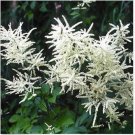 Neysastore Goat's Beard- White-Aruncus (Aethusifolius Noble Spirit)-100 seeds
