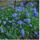 Neysastore Gilia Capitata-(Queen Anne's Thimbles)- 100 Seeds