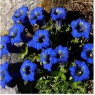 Neysastore Gentian- stemless-(Gentiana Acaulis)- 25 seeds