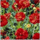 Neysastore Geum- Chiloense- Mrs. Bradshaw- 50 Seeds