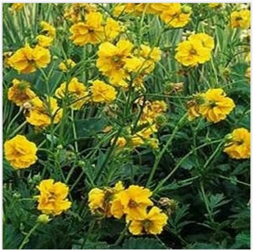 Neysastore Geum Chiloense Lady Stratheden- 50 Seeds