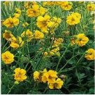Neysastore Geum Chiloense Lady Stratheden- 50 Seeds