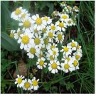 Neysastore Chamomile- German (Matricaria Recutita)- 100 Seeds
