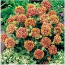 Neysastore Gaillardia Pulchellla- Blanket flower- Sundance- Bicolor- 50 seeds
