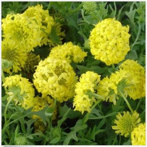 Neysastore Gaillardia Pulchellla- Blanket flower- Sundance- Yellow- 50 seeds