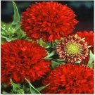 Neysastore Gaillardia Pulchellla- Blanket flower- Sundance- Red- 50 seeds