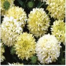 Neysastore Gaillardia Pulchellla- Blanket flower- Sundance- White- 50 seeds