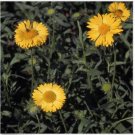 Neysastore Gaillardia -Aristata Aurea Pura- 50 Seeds
