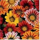 Neysastore Gazania- Splendens mix- 50 Seeds