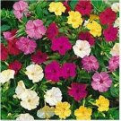Neysastore Four O'Clock (Mirabilis Jalapa Mix)- 50 Seeds