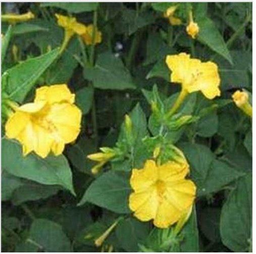 Neysastore Four O'Clock - Yellow-(Mirabilis Jalapa )- 50 Seeds