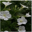 Neysastore Four O'Clock - White- (Mirabilis Jalapa )- 50 Seeds