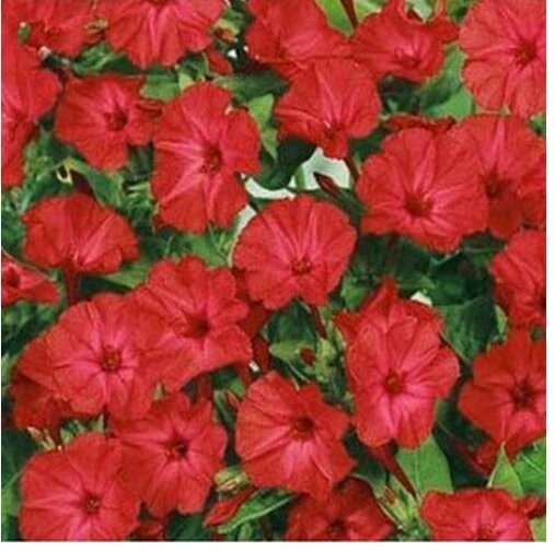Neysastore Four O'Clock - Red- (Mirabilis Jalapa )- 50 Seeds