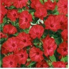 Neysastore Four O'Clock - Red- (Mirabilis Jalapa )- 50 Seeds