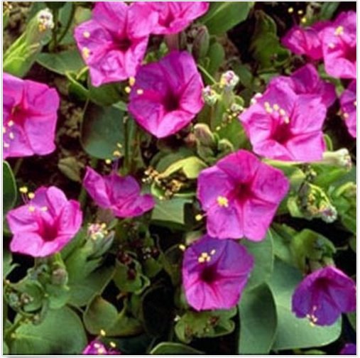 Neysastore Four O'Clock - Pink- (Mirabilis Jalapa )- 50 Seeds