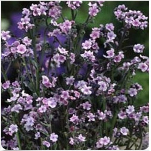 Neysastore Chinese Forget-Me-Not - Pink-(Cynoglossum Amabile)- 100 seeds