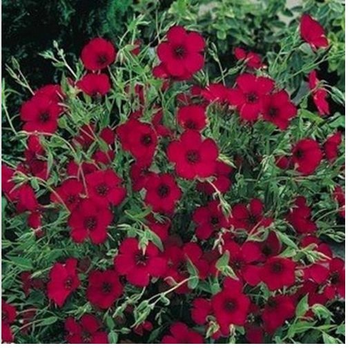 Neysastore Scarlet Flax (Linum Rubrum)- 200 seeds