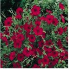 Neysastore Scarlet Flax (Linum Rubrum)- 200 seeds