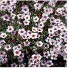 Neysastore Flax (Linum Grandiflorum) Bright Eyes - 50 Seeds