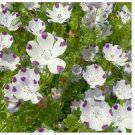 Neysastore Five Spot- Nemophila Maculata- 250 Seeds