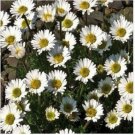Neysastore Erigeron (Erigeron Compositus Rocky)- 50 Seeds