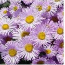 Neysastore Erigeron ( Speciosus Pink Jewel)-100 Seeds