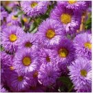 Neysastore Erigeron ( Speciosus Azure Fairy)-100 Seeds