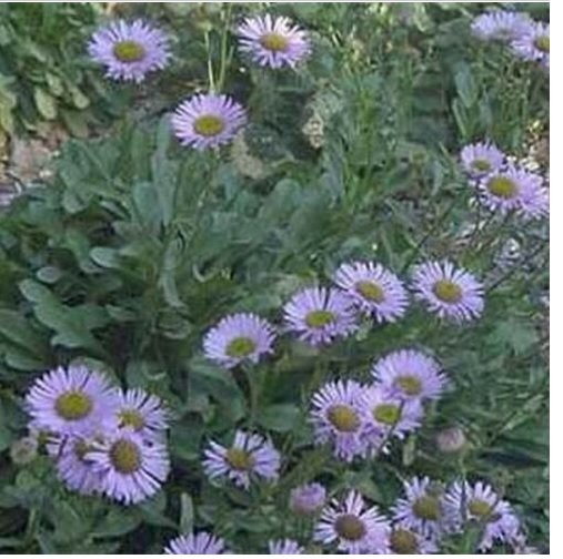 Neysastore Erigeron ( Speciosus Macranthus)-100 Seeds