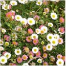 Neysastore Erigeron ( Karvinskianus Profusion mix)- 50 Seeds