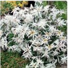 Neysastore Edelweiss (Leontopodium Alpinum)- 100 Seeds