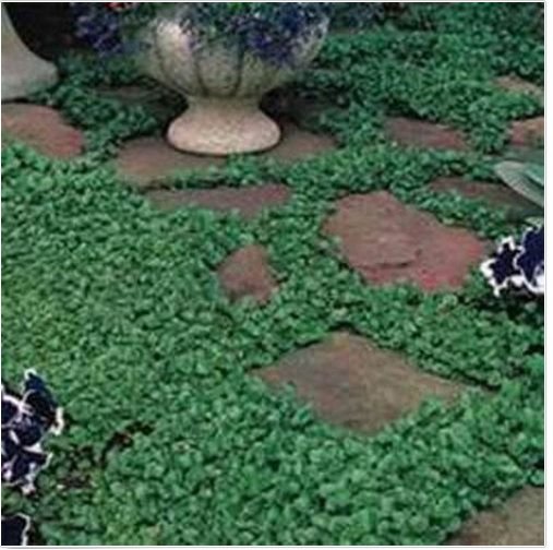 Neysastore Dichondra Repens- 200 seeds