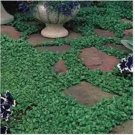 Neysastore Dichondra Repens- 200 seeds
