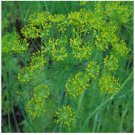 Neysastore Dill (Anethum Graveolens)- 200 Seeds