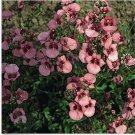 Neysastore Diascia Barberae- Pink- 100 Seeds