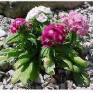 Neysastore Dianthus- Sweet William Mix- Barbatus- 200 Seeds