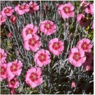 Neysastore Dianthus- Alwoodii- Alpinus- 50 Seeds