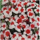 Neysastore Dianthus- Chinensis- Merry-Go-Round- 50 Seeds