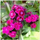 Neysastore Dianthus -Barbatus- Oeschburg- 100 seeds