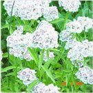 Neysastore Dianthus -Barbatus- Albus White- 100 seeds