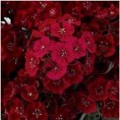 Neysastore Dianthus -Barbatus- Dunetti- 200 seeds