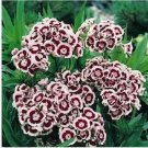 Neysastore Dianthus- Barbatus- Holborn- 200 seeds