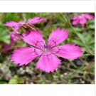 Neysastore Dianthus- Deltoides- Maiden Pink- 200 seeds