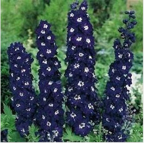 Neysastore Delphinium- Cultorum- King Arthur- 50 seeds