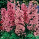 Neysastore Delphinium- Cultorum- Astolat- 50 seeds