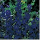Neysastore Delphinium -Consolida Blue Spire- 50 seeds
